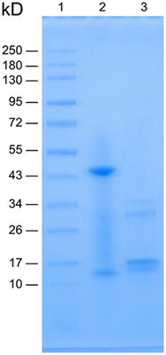 Hemoglobin Extracted From Perinereis aibuhitensis Acts as a Cell Culture Medium Supplement to Reduce Apoptosis